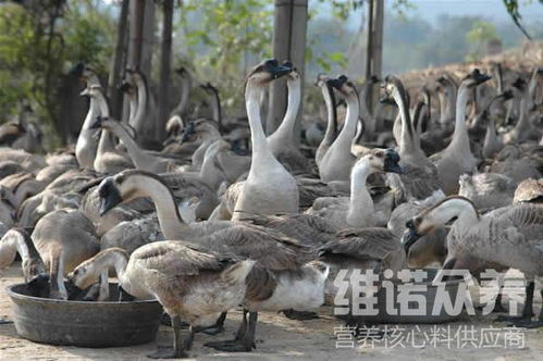 四季鵝吃什么飼料,自制鵝飼料配方大全