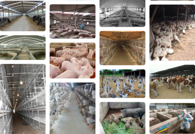 養(yǎng)殖場(chǎng)1袋22元的高效持久生物除臭消毒劑解決臭味氨氣等問題,效果比10瓶1公斤的生物除臭劑效果可能更好,但成本不到三分之一