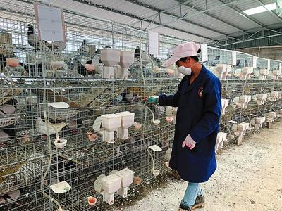疫情之下,家禽養(yǎng)殖戶如何渡過難關?增加宰殺生產(chǎn)線 電商平臺配送到家