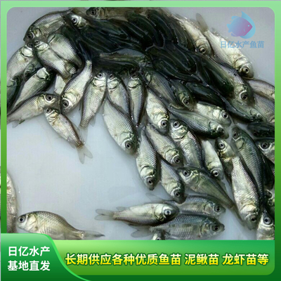 產(chǎn)品圖片_廣州市花都區(qū)赤坭日億水產(chǎn)魚苗養(yǎng)殖場