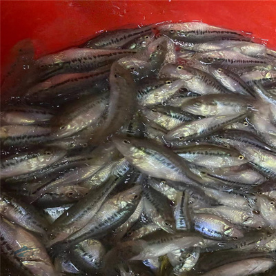 大嘴鱸魚苗高密度養(yǎng)殖場 3-6公分加州鱸出售 優(yōu)鱸3號(hào)水產(chǎn)種苗