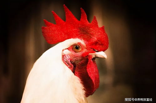 明年家禽養(yǎng)殖,最大的變數(shù)不是行情,而是飼料價格