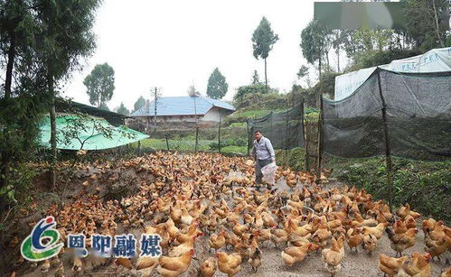 落實區(qū)委全會精神,各地夯實農(nóng)業(yè)產(chǎn)業(yè)園區(qū)化基礎