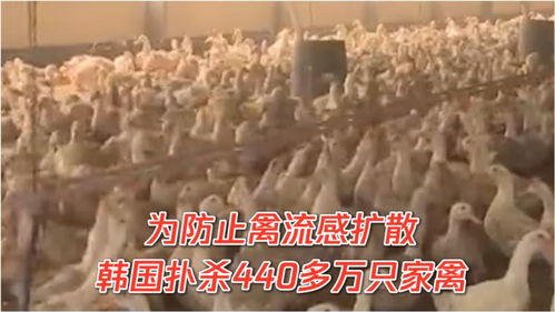 警惕禽流感擴散,韓國撲殺440多萬只家禽 醫(yī)生 預防禽流感,這幾點牢記