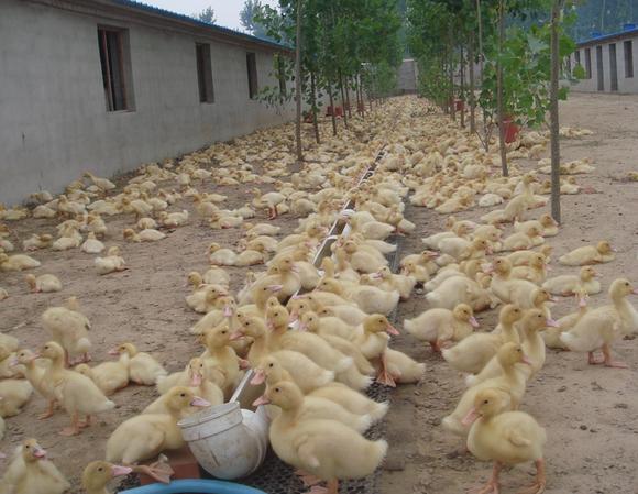肉鴨養(yǎng)殖生長慢,可能是這些方面出了問題