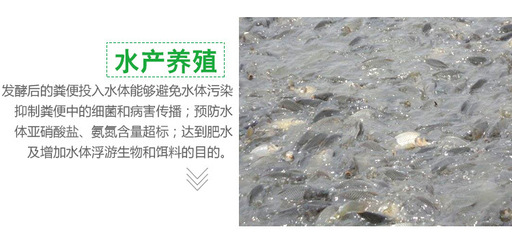 花白鰱魚池子怎么用雞糞肥水不發(fā)黑