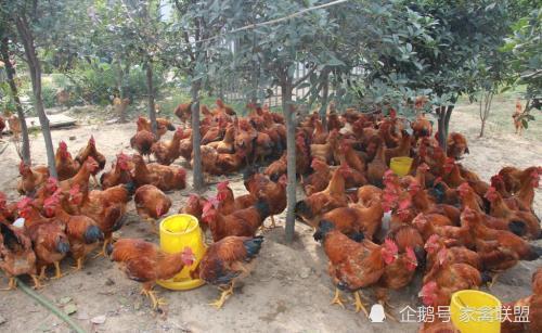 雞價(jià)最低8塊一斤,家禽行情正向著有利于養(yǎng)殖戶的方向發(fā)展