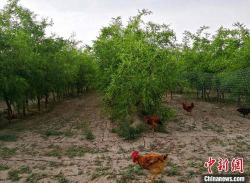 家禽養(yǎng)殖產(chǎn)學研一體化項目 新疆兵團民眾增收新支點