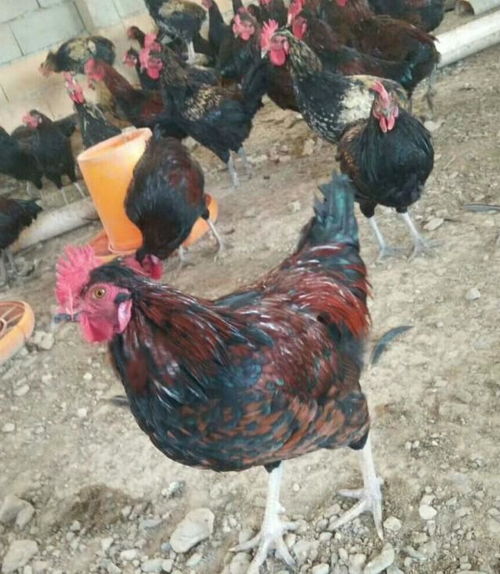 快進(jìn)入冬天了,散養(yǎng)土雞如何擺脫冬季常見疾病