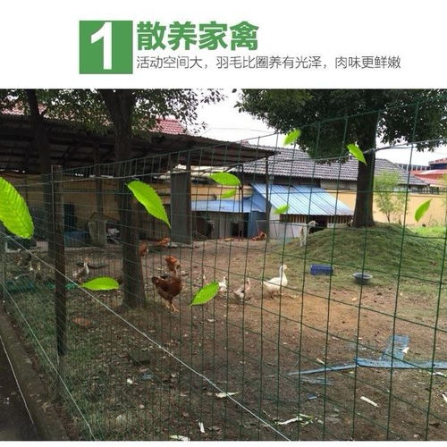 鑫華養(yǎng)殖圍欄護欄家禽圍網(wǎng)小孔鐵絲網(wǎng)養(yǎng)雞防護格柵柵欄籬笆圍欄