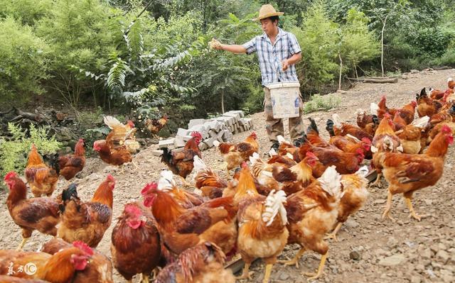 養(yǎng)殖豬牛羊雞鴨鵝如何設(shè)計糟渣類全價飼料配方