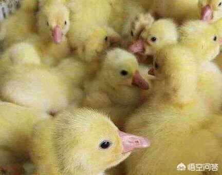 肉鴨、鵝養(yǎng)殖失敗的原因有哪些?