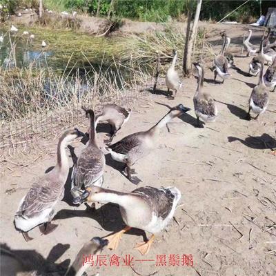 云浮馬崗鵝苗種苗養(yǎng)殖場(chǎng)包成活