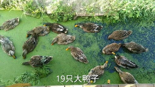野外遇到19只大鴨子,長得那么大,真擔(dān)心半夜有人來組隊(duì)
