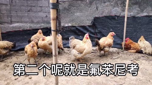 家禽常見(jiàn)的幾種病蟲(chóng),養(yǎng)雞人一定要知道,應(yīng)該如何防治