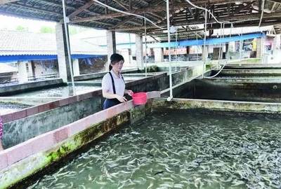 未來陸川 魚最多?陸川 50多家生豬養(yǎng)殖場 轉(zhuǎn)型養(yǎng)魚場,全靠她!