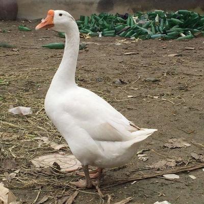 大學生回家創(chuàng)業(yè),養(yǎng)殖雜交野兔,年入十幾萬,如何做到的?