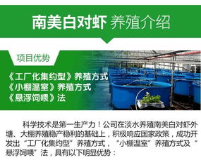 紅旗淡水大棚養(yǎng)南美對蝦養(yǎng)殖加盟公司 水產(chǎn)養(yǎng)殖行業(yè)領導者