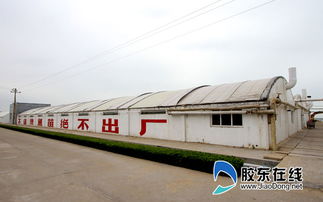 煙臺一企業(yè)南魚北養(yǎng) 成國內(nèi)唯一 夢幻之魚 苗種供應商