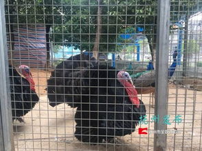 撫州夢(mèng)湖動(dòng)物園養(yǎng)家禽 游客質(zhì)疑被忽悠