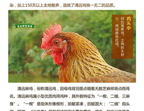 金都農(nóng)家散養(yǎng)清遠雞生鮮整雞 廣東省內(nèi)包郵 老母雞走地山地放養(yǎng)土雞 新鮮雞肉 活雞現(xiàn)殺 清遠特產(chǎn)