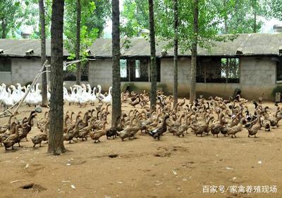 果園養(yǎng)鴨如何養(yǎng)?學(xué)會這些方法,走進生態(tài)養(yǎng)殖新天地