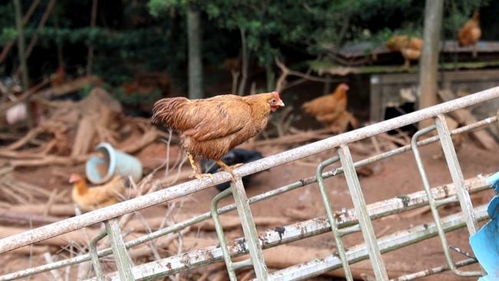 養(yǎng)殖戶家大量家禽出欄 急盼銷售