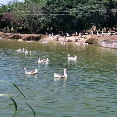 肇慶桂柳鴨苗批發(fā)養(yǎng)殖基地-養(yǎng)殖家禽的利潤(rùn)