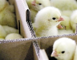 全國養(yǎng)殖場未發(fā)現(xiàn)h7n9禽流感病毒