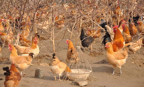 2020年家禽飼養(yǎng)項(xiàng)目市場分析報(bào)告